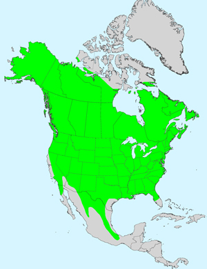 North America species range map for Achillea millefolium: Click image for full size map